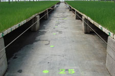 Identificaci&oacute;n y ubicaci&oacute;n de las siembra en invernadero